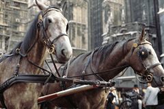 Horses